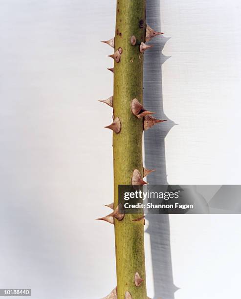 rose stem with thorns, close-up - single rose foto e immagini stock