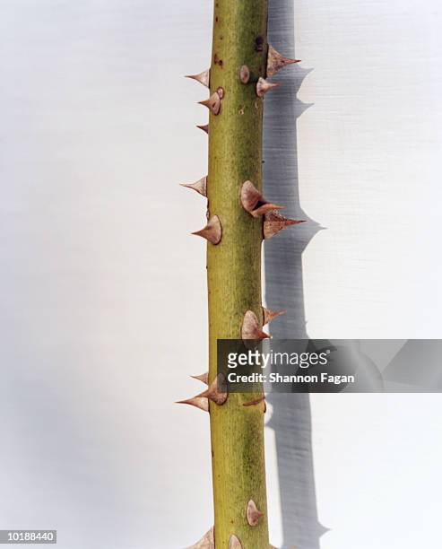 rose stem with thorns, close-up - plant stem stock pictures, royalty-free photos & images