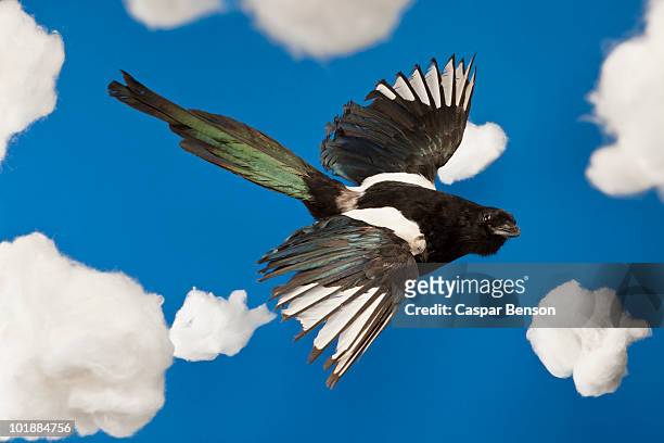 a stuffed bird flying in a fake sky - taxidermy bildbanksfoton och bilder