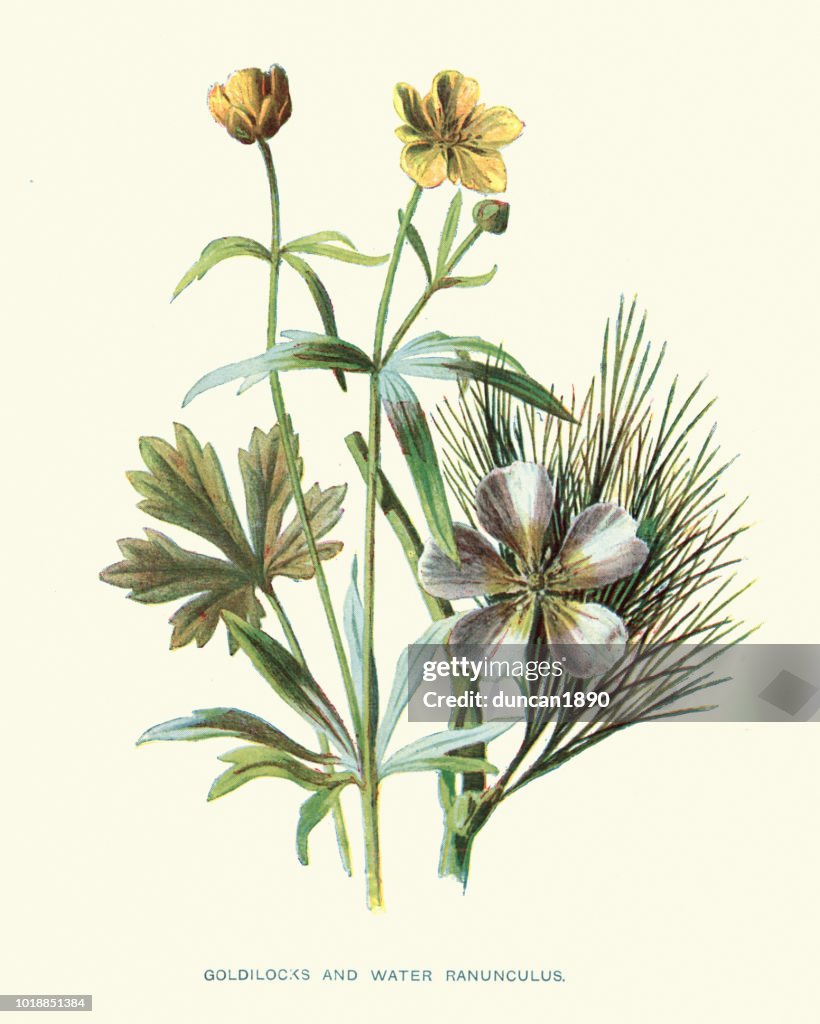 Flora, Fiori selvatici, Ranunculus auricomus e comune acqua-piede di porco