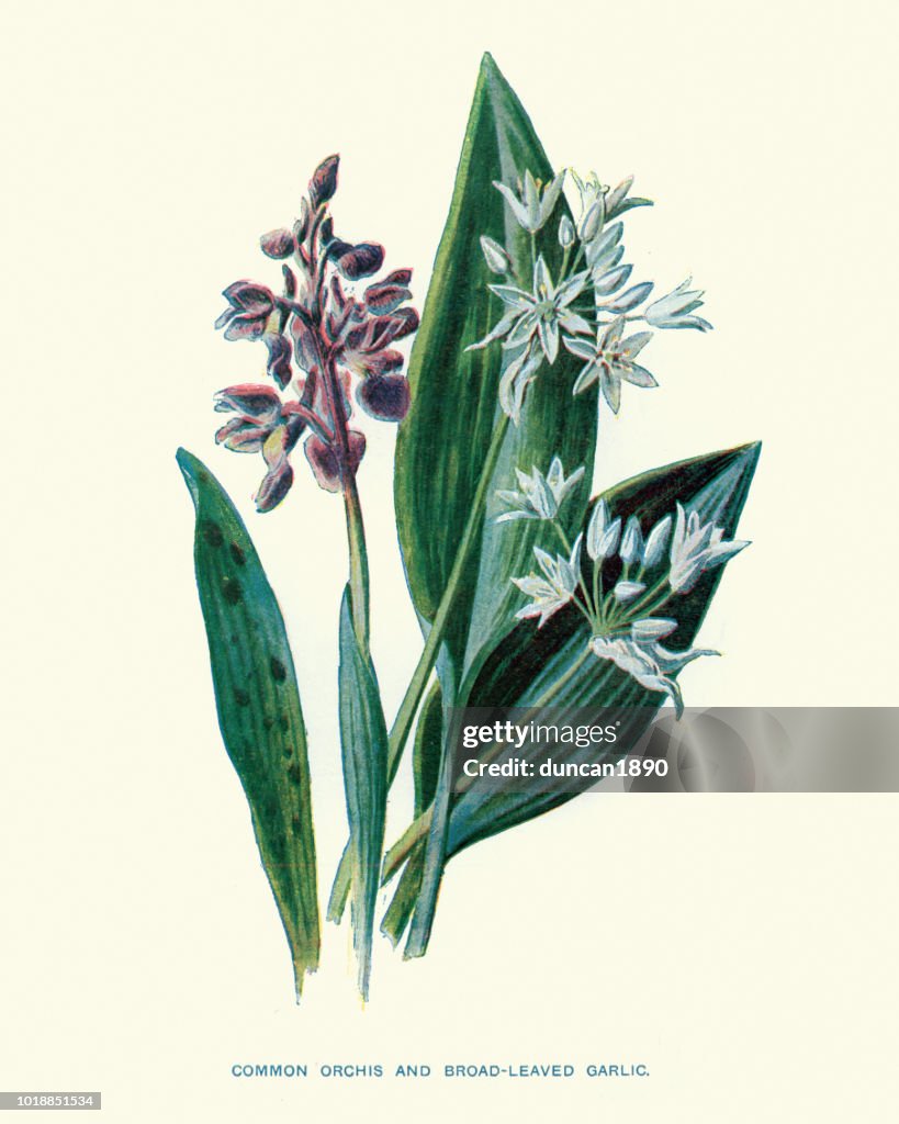 Flora, Wildflowers, Common Orchis and Broad-leaved garlic