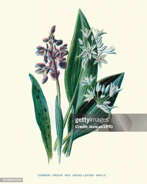 flora, wildflowers, common orchis and broad-leaved garlic - common spotted orchid stock illustrations