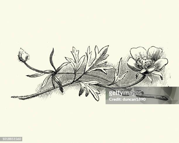 flora, wildflowers, ranunculus bulbosus, bulbous buttercup - buttercup stock illustrations