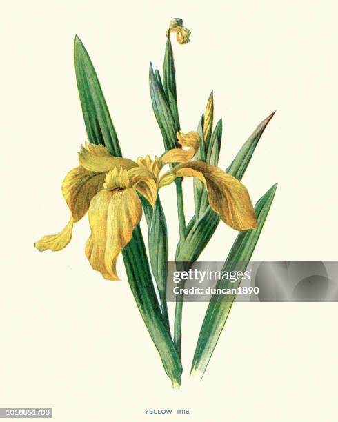 flora, wildflowers, iris pseudacorus, yellow iris - iris flower stock illustrations