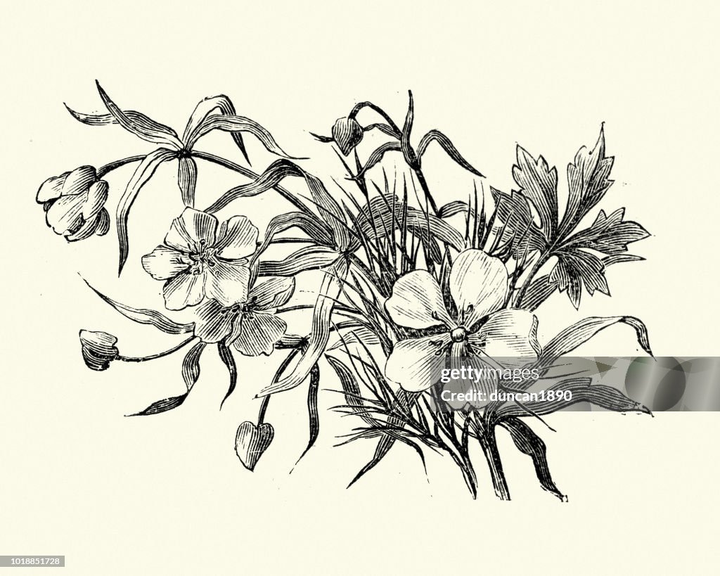 Flora, Wildflowers, common water-crowfoot