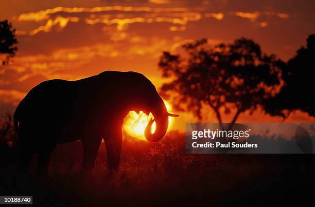 bull elephant ( loxodanta africana) silhouetted by setting sun - african elephants sunset stock pictures, royalty-free photos & images