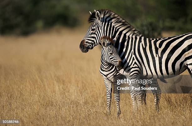 zebra (eqqus burchelli) with colt, savuti marsh, botswana - 2 zebras fotografías e imágenes de stock