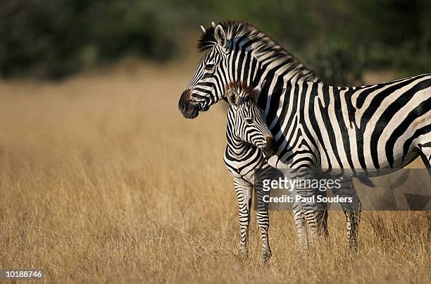 zebra (eqqus burchelli) with colt, savuti marsh, botswana - しまうま ストックフォトと画像