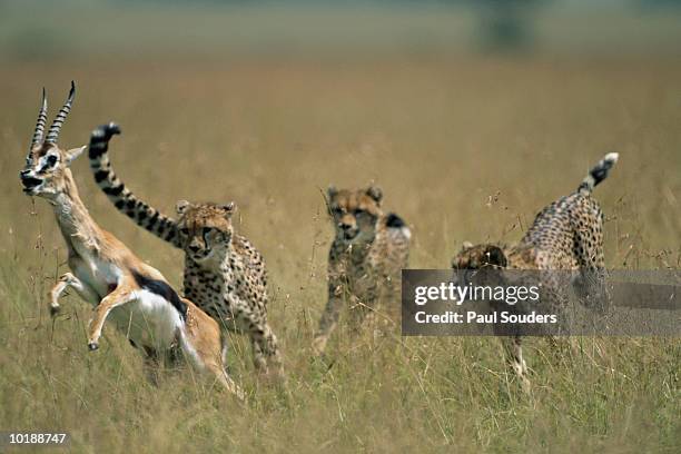 cheetah (acinonyx jubatus) family chasing a thomson gazelle (gazella t - chase stock pictures, royalty-free photos & images