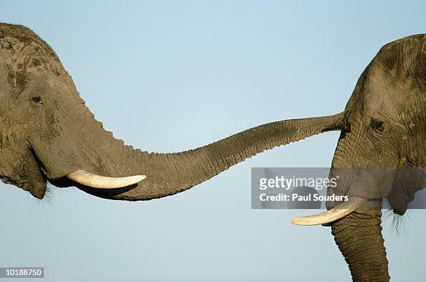 Two Elephants (Loxodonta africana) greeting at water hole, head-shot