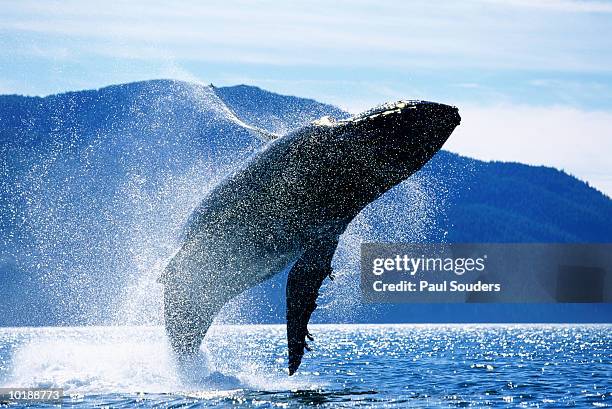 humpback whale (megaptera novaeangliae)  breaching, alaska, usa - whale stockfoto's en -beelden