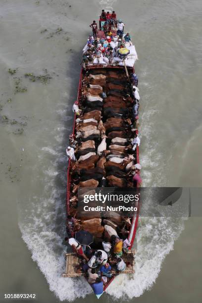 Bangladeshi men transport cows on a boat to sell them at a cattle market in Dhaka, Bangladesh on August 18 ahead of Eid-al Adha, the feast of the...