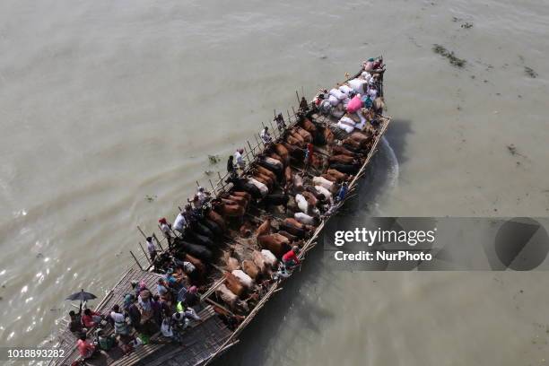 Bangladeshi men transport cows on a boat to sell them at a cattle market in Dhaka, Bangladesh on August 18 ahead of Eid-al Adha, the feast of the...