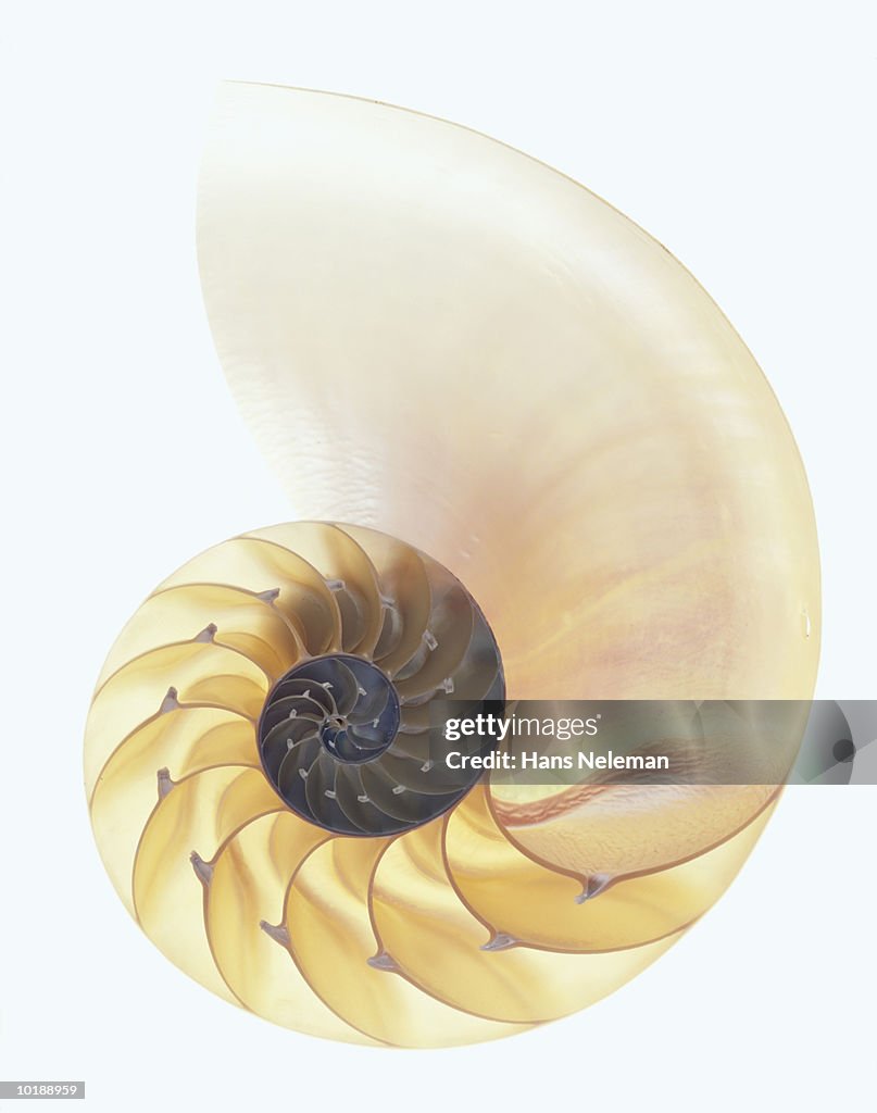 Cross section of paper nautilus (argonauta nodosa)