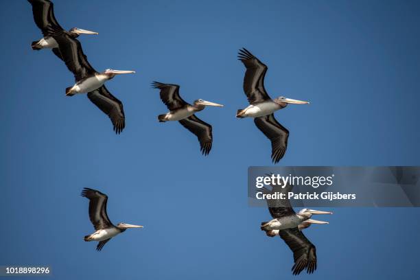 peruvian pelican - pisco peru stock pictures, royalty-free photos & images