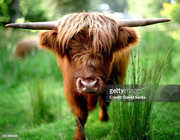 highland cow walking in field, close up, scotland - highland cattle stock pictures, royalty-free photos & images
