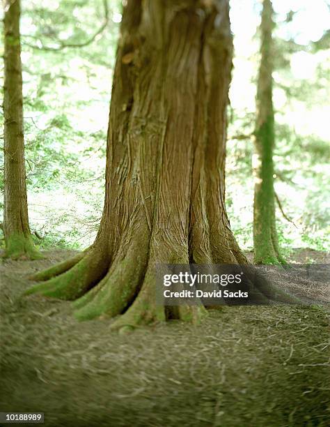 Stable Tree Photos and Premium High Res Pictures - Getty Images