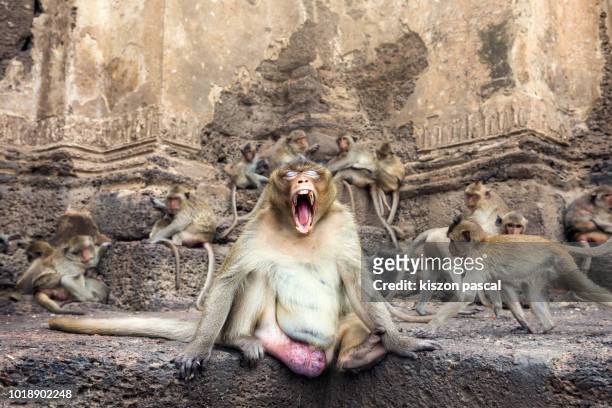 portrait of a screaming monkey in a temple in asia - macaque stock-fotos und bilder