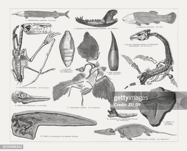 jurassic fossils, wood engraving, published in 1897 - animal skull stock illustrations