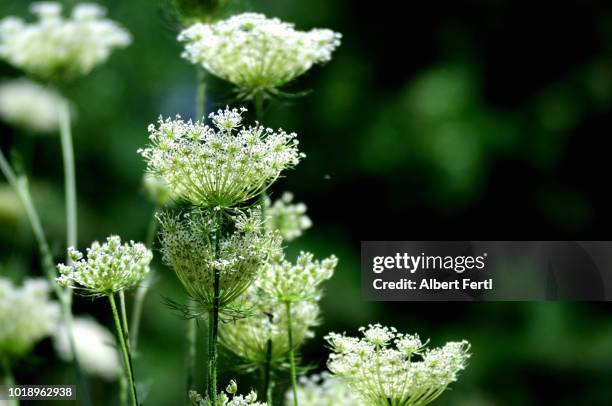 herkulesstaude - parsley stock-fotos und bilder