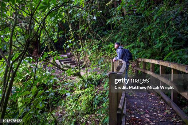 a man hikes through the rainforest in oban, stewar island. - stewart island stock-fotos und bilder