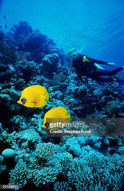 masked butterfly fish (chaetodon semilarvatus) and diver swimming in w - mer rouge photos et images de collection