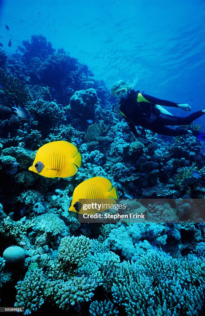 Masked butterfly fish (Chaetodon semilarvatus) and diver swimming in w