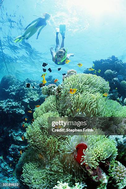 young girl and mother snorkeling around sea life, red sea, israel - red sea photos et images de collection