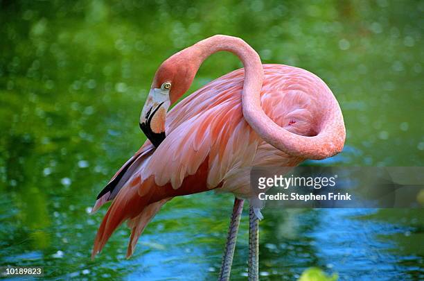 flamingo (phoenicopterus sp.) wading in water, cozumel, mexico - flamencos fotografías e imágenes de stock