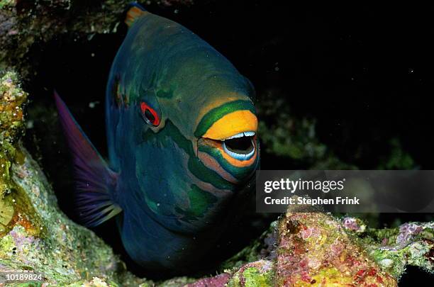 Red Smiling Fish 11,635 Smiling Fish Stock Photos, High-Res Pictures, and Images - Getty ...