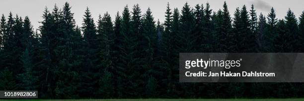 dense spruce forest - landschaft sommer freigestellt stock-fotos und bilder