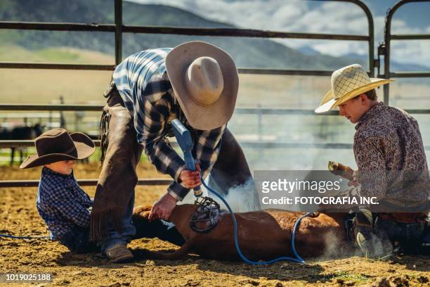branding cattle in utah - livestock branding stock pictures, royalty-free photos & images