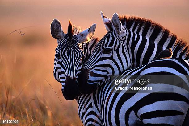 two plains zebra (equus burchelli) nuzzling - しまうま ストックフォトと画像