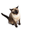 Funny yuck face Siames adult cat's tongue out like  white background, isolated