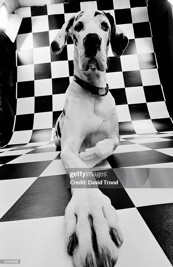 Great Dane on chequred background