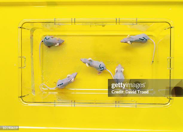 mice numbered 1,2,3,4 and 5, overhead view - animal testing stock pictures, royalty-free photos & images