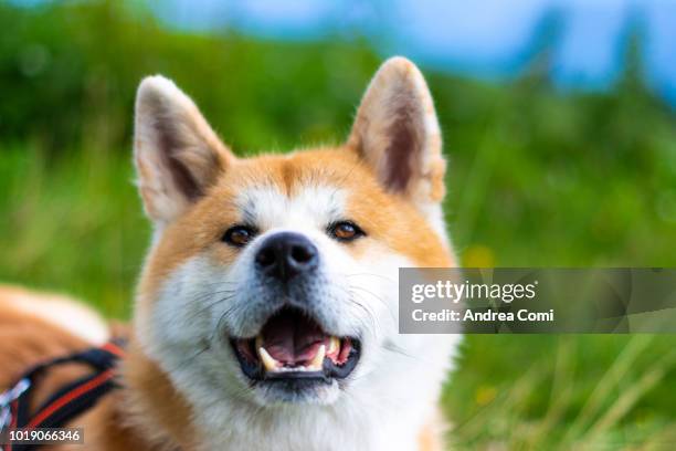 close-up of japanese akita - akita inu fotografías e imágenes de stock