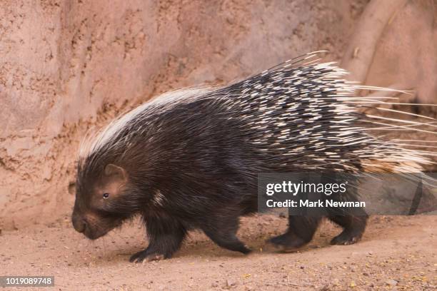 flowering - porcupine stockfoto's en -beelden