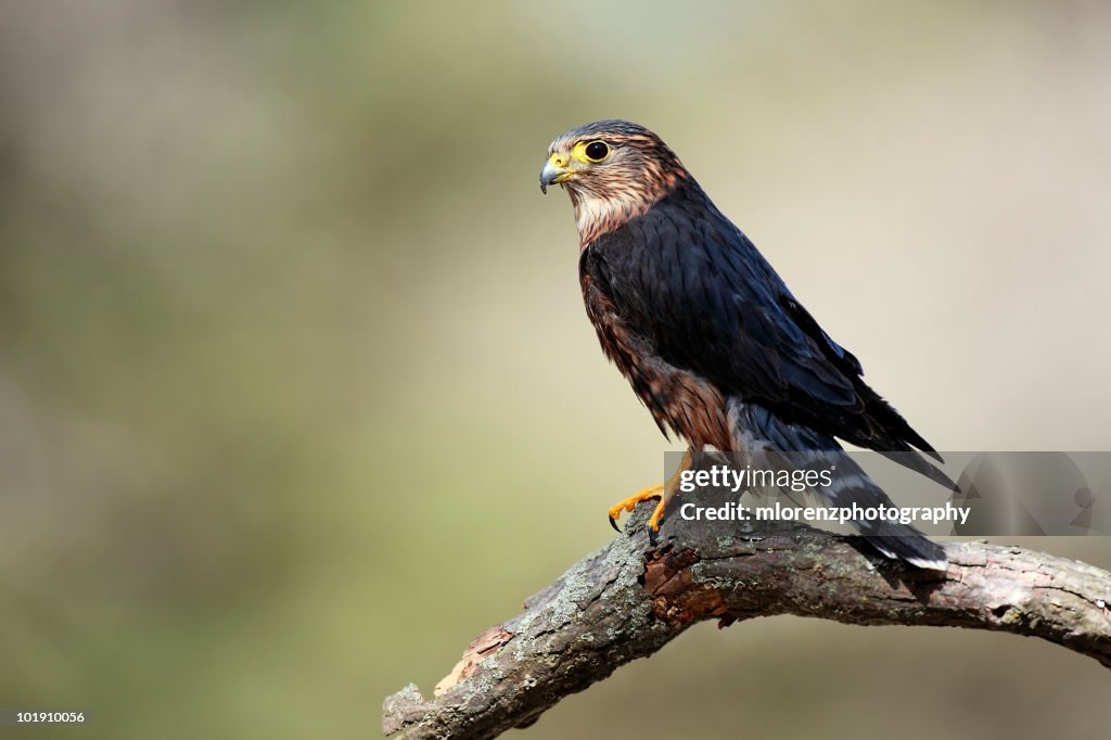 Perignon Hawk Pigeon Hawk High-Res Stock Photo - Getty Images