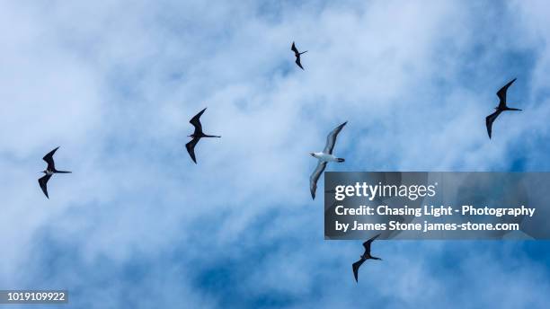 magnificent frigatebirds in flight, galápagos islands - beak mask stock pictures, royalty-free photos & images