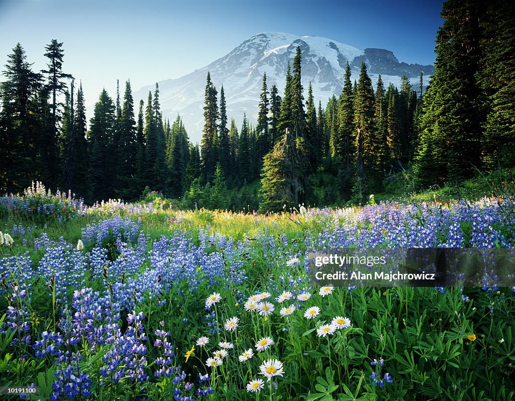 USA, Washington, Mount Rainier National Park, Mt. Rainier and flower m