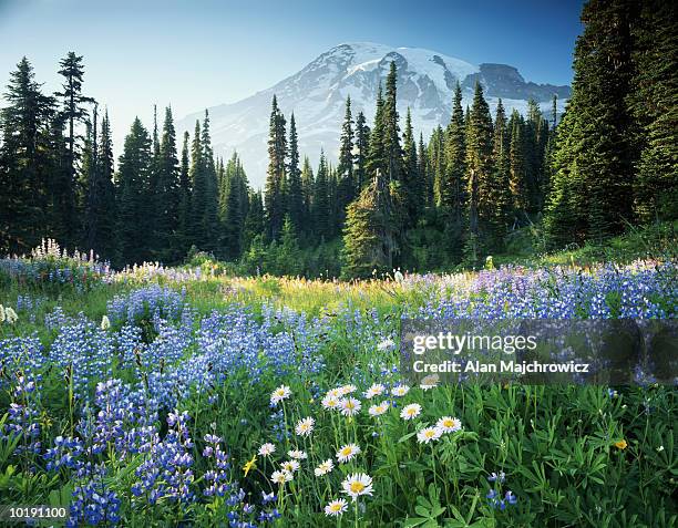 usa, washington, mount rainier national park, mt. rainier and flower m - mount rainier stockfoto's en -beelden