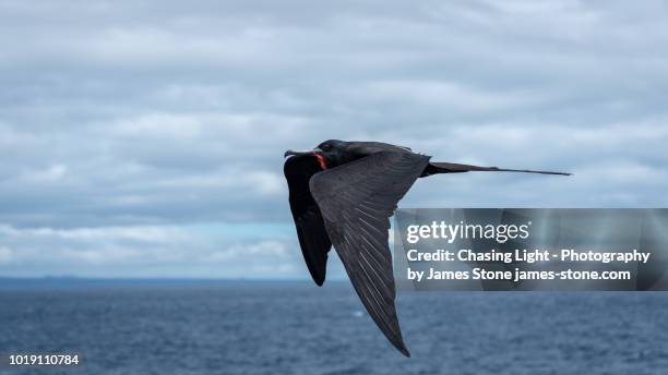 magnificent frigatebirds in flight, galápagos islands - fregata magnifica foto e immagini stock