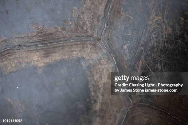 close-up of galápagos giant tortoise shell - tortoiseshell pattern stockfoto's en -beelden