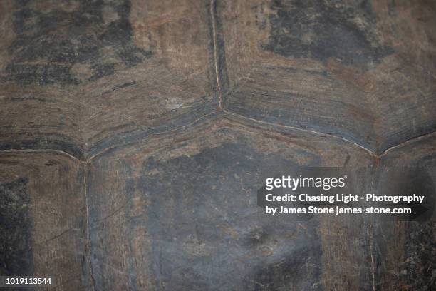 close-up of galápagos giant tortoise shell - stampa tartarugata foto e immagini stock