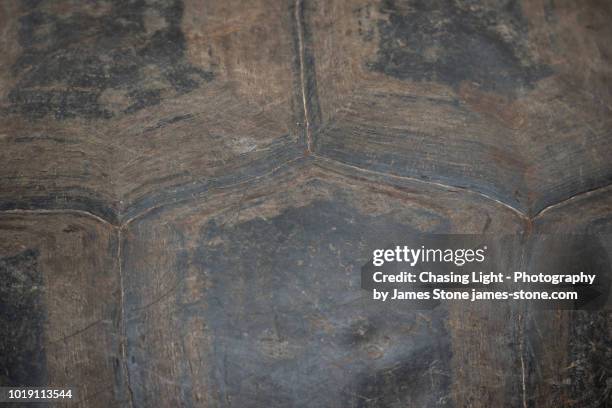 close-up of galápagos giant tortoise shell - tortoiseshell pattern stock pictures, royalty-free photos & images