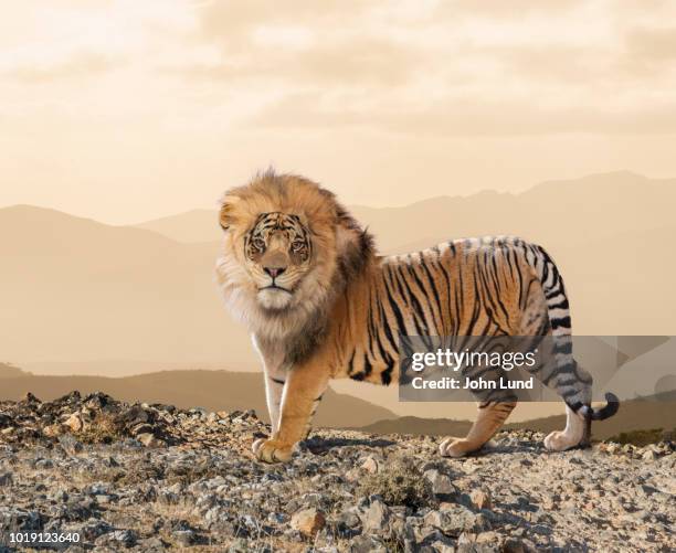 lion-tiger cross breed - lion tiger hybrid stock pictures, royalty-free photos & images