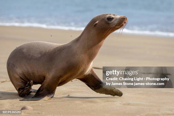 galápagos sea lion cub walking along a sandy beach - sea lion stock pictures, royalty-free photos & images