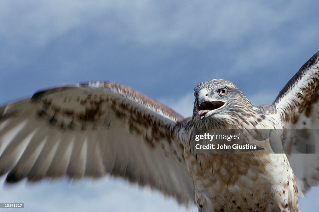 Ferruginous Hawk (Buteo regalis) with wings extended