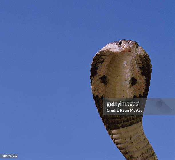 king cobra (ophiophagus hanna) - cobra reale foto e immagini stock
